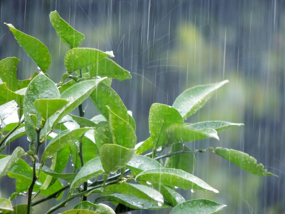 五月雨（読めますね？！）・・・の連休明けですが🌺